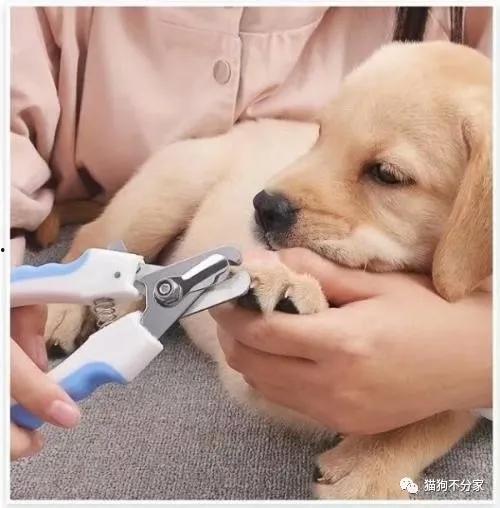 狗狗剪指甲搞笑视频,笑料百出，萌宠瞬间变喜剧明星！